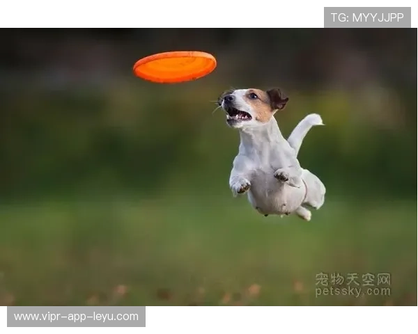 狗狗也能玩飞盘：飞盘犬大赛了解一下，狗狗飞盘什么材质